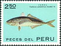 Chilean Jack Mackerel (Trochurus symmetricus murphyi)
