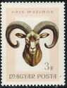 Mouflon (Ovis orientalis orientalis)