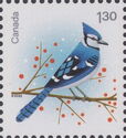 Blue Jay (Cyanocitta cristata)