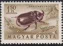 Rhinoceros Beetle (Oryctes nasicornis)