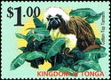 Cotton-top Tamarin (Saguinus oedipus)