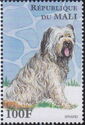 Briard