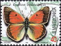 Balkan Clouded Yellow (Colias balcanica)