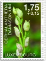 White Helleborine (Cephalanthera damasonium)