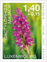 Broad-Leaved March Orchid (Dactylorhiza majalis)