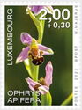 Bee Orchid (Ophrys apifera)
