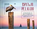 Brown Pelican