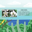 Orchids