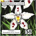 Odontoglossum crispum