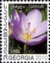 Colchicum