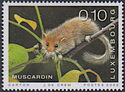 Hazel Dormouse (Muscardinus avellanarius)