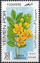 Cassia adenensis