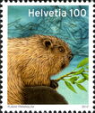European Beaver (Castor fiber)