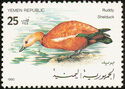 Ruddy Shelduck (Tadorna ferruginea)