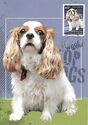 Cavalier King Charles Spaniel