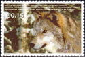 Wolf (Canis lupus)