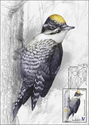Eurasian Three-Toed Woodpecker (Picoides tridactylus)