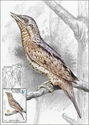 Eurasian Wryneck (Jynx torquilla)