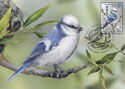 Azure Tit (Cyanistes cyanus)