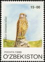 Common Kestrel (Falco tinnunculus)