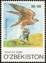 Saker Falcon (Falco cherrug)