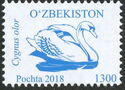 Mute Swan (Cygnus olor)