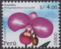 Phragmipedium kovachii