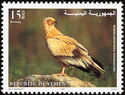 Egyptian vulture (Neophron percnopterus)