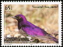 Violet-backed starling (Cinnyricinclus leucogaster)