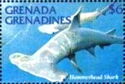 Hammerhead shark