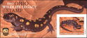 Spotted salamander (Ambystoma maculatum)