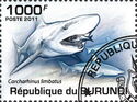 Carcharhinus limbatus