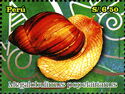 Land Snail (Megalobulimus popelairianus)