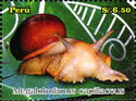 Land Snail (Megalobulimus capillaceus)