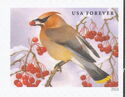 Cedar Waxwing (Bombycilla cedrorum)