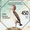 Socotra Cormorant (Phalacrocorax nigrogularis)