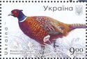 Ring-Necked Pheasant (Phasianus colchicus)