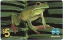 White-Lipped Tree Frog