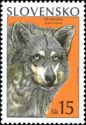 Wolf (Canis lupus)