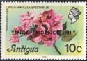 Bougainvillea (Bougainvillea spectabilis) - Overprinted