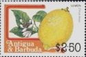 Lemon (Citrus limon)
