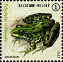 Marsh Frog (Pelophylax ridibundus)