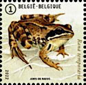 Grass Frog (Rana temporaria)