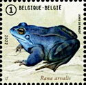 Moor Frog (Rana arvalis)