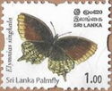 Sri Lanka Palmfly (Elymnias singhala)
