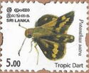 Tropic Dart (Potanthus satra)
