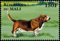 Basset Hound