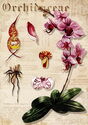 Orchid