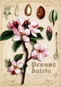 Prunus