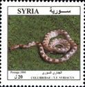 Syrian Cat Snake (Telescopus fallax syriacus)